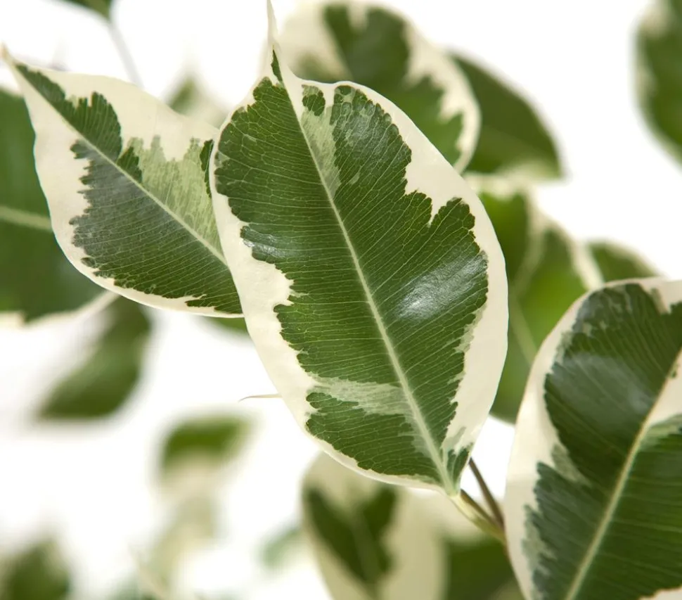 Birkenfeige - Ficus benjamina 'Forever', verschiedene Farben