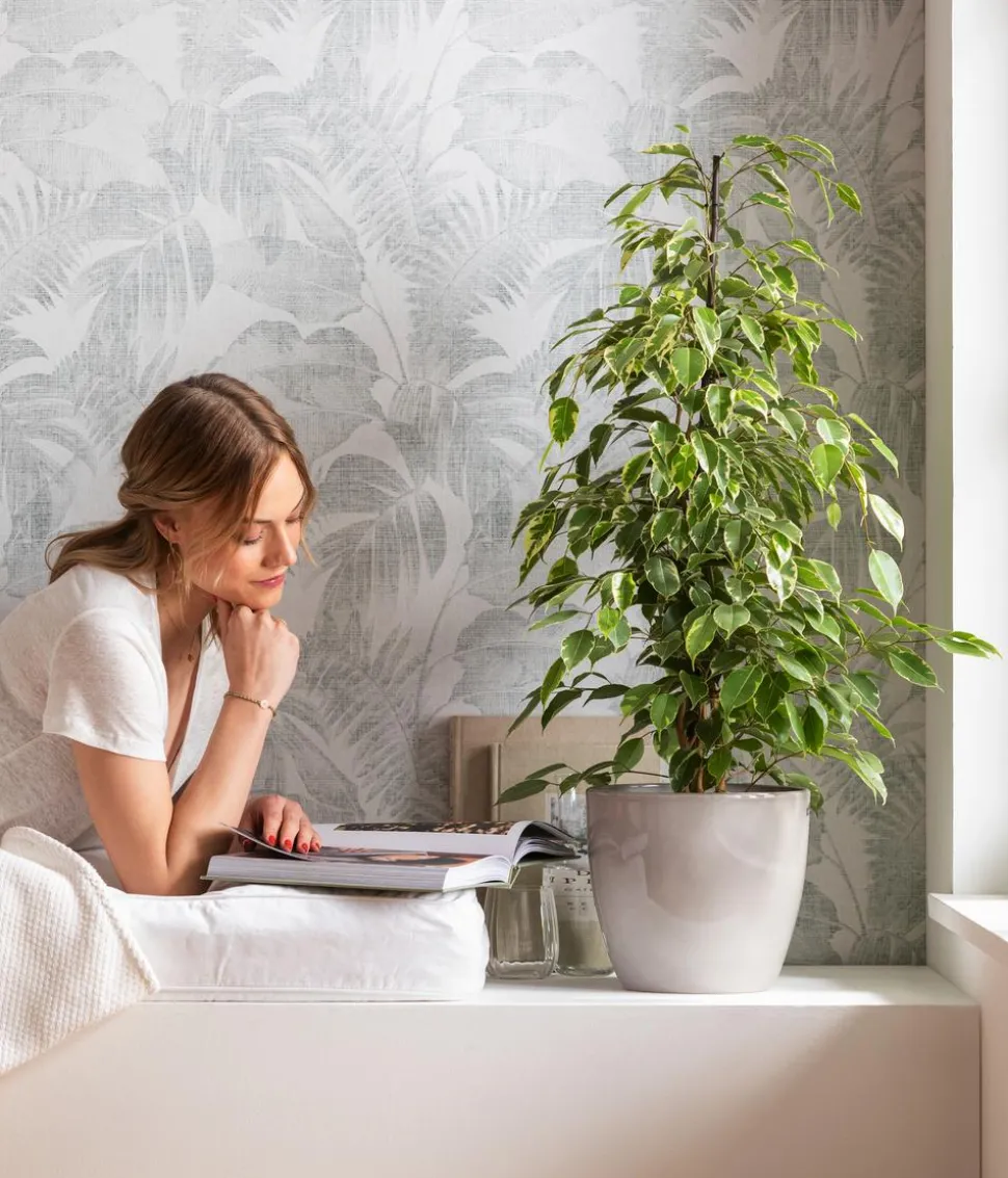 Birkenfeige - Ficus benjamina 'Forever', verschiedene Farben