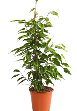 Birkenfeige - Ficus benjamina 'Forever', verschiedene Farben