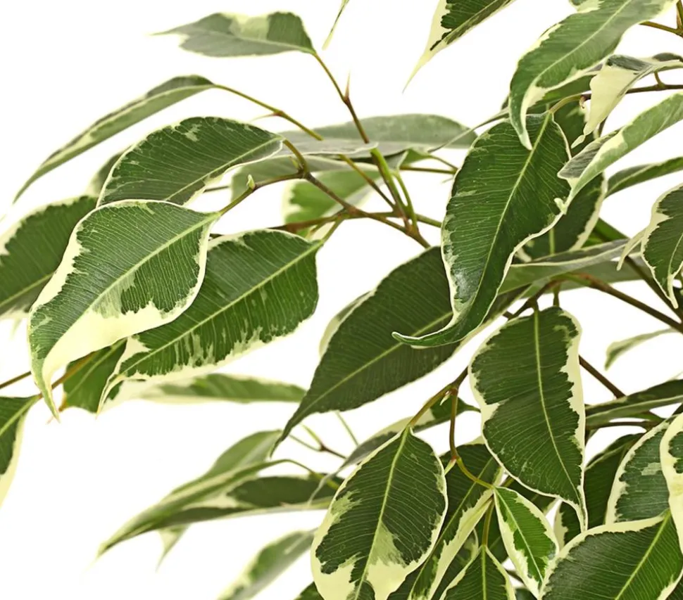 Birkenfeige - Ficus benjamina 'Forever', verschiedene Farben