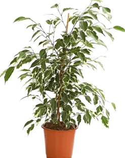 Birkenfeige - Ficus benjamina 'Forever', verschiedene Farben