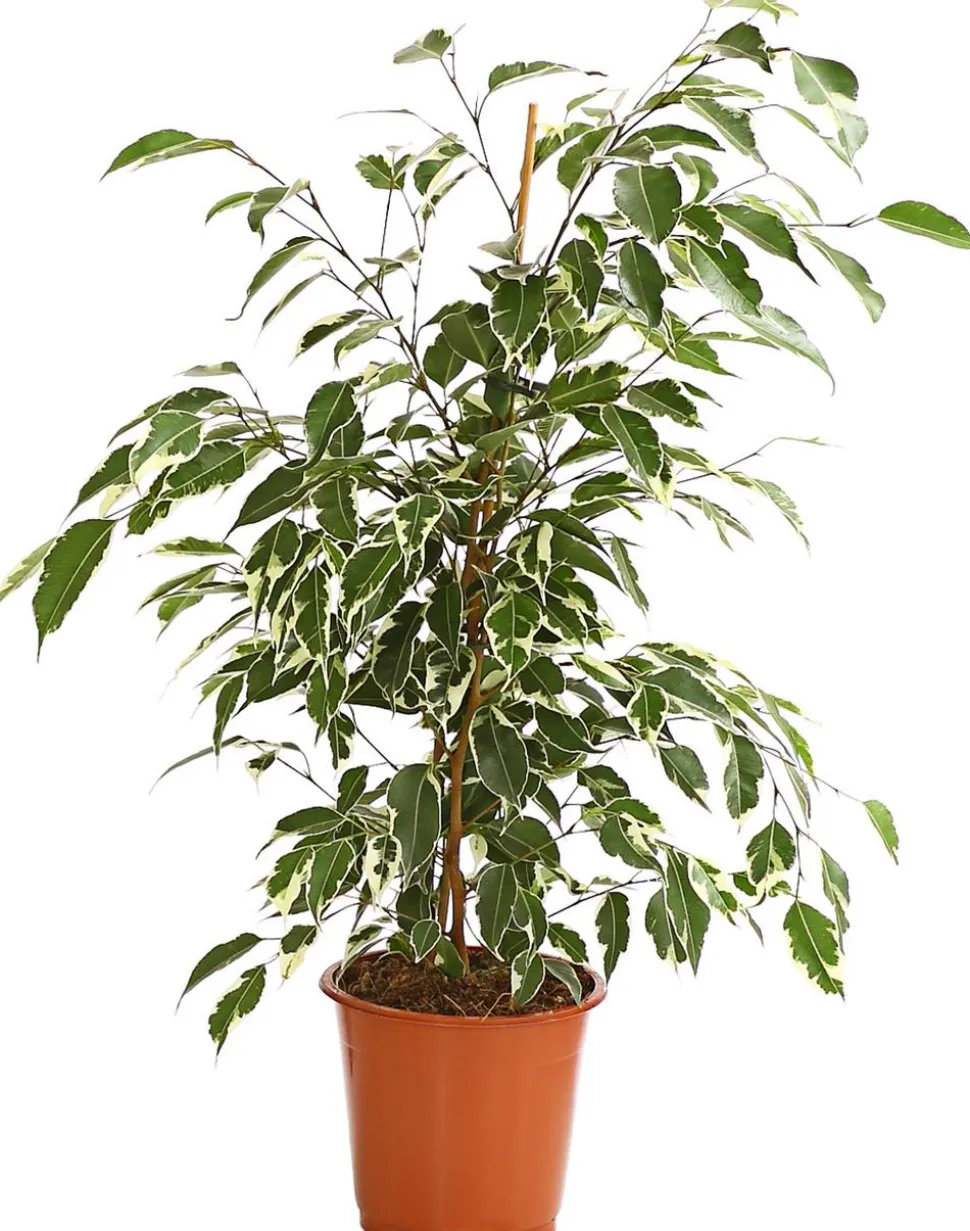 Birkenfeige - Ficus benjamina 'Forever', verschiedene Farben