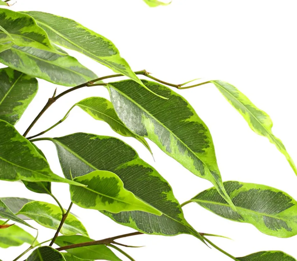 Birkenfeige - Ficus benjamina 'Forever', verschiedene Farben