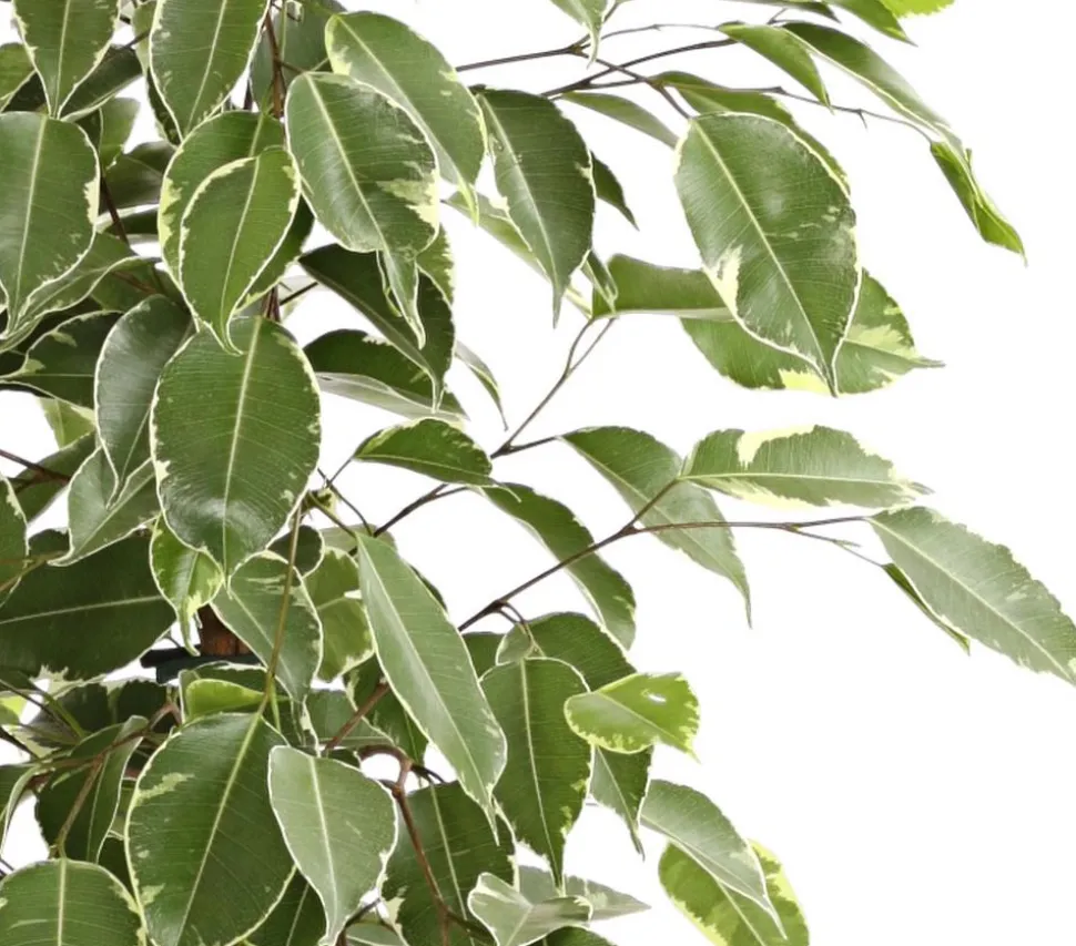 Birkenfeige - Ficus benjamina 'Golden King'