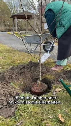 Birnenquitte