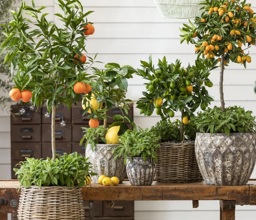 Bitterorange 'Chinotto'