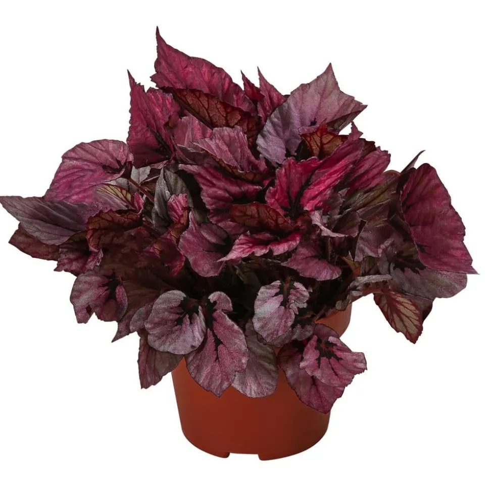 Blattbegonie - Begonia rex-Hybride 'Indian Summer'