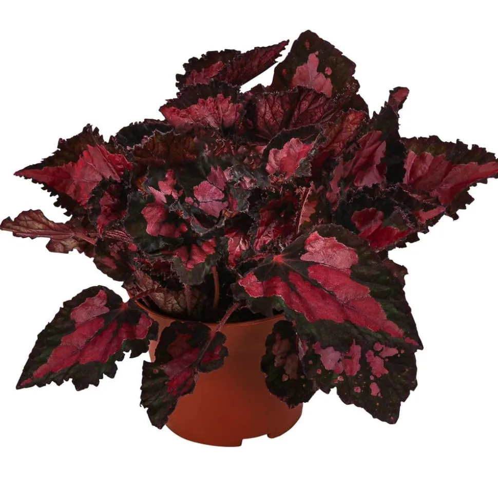 Blattbegonie - Begonia rex-Hybride 'Inca Night'
