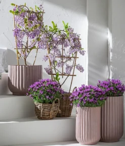 Blauregen 'Amethyst Falls®'