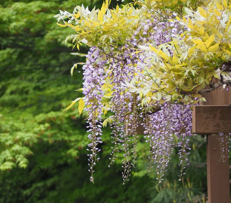 Blauregen 'Amethyst Falls®'