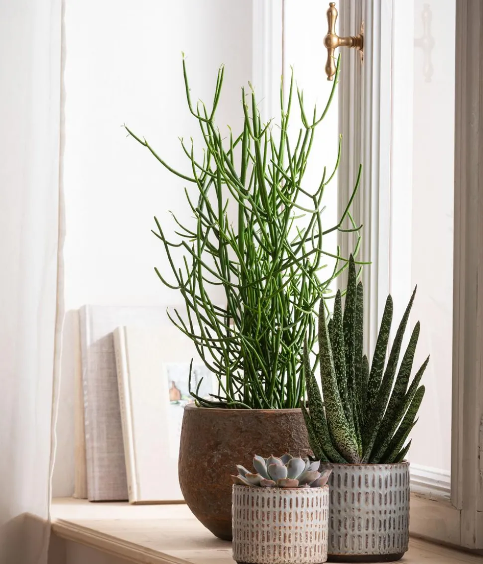 Bleistiftbaum - Euphorbia tirucalli