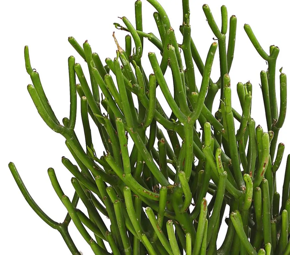 Bleistiftbaum - Euphorbia tirucalli
