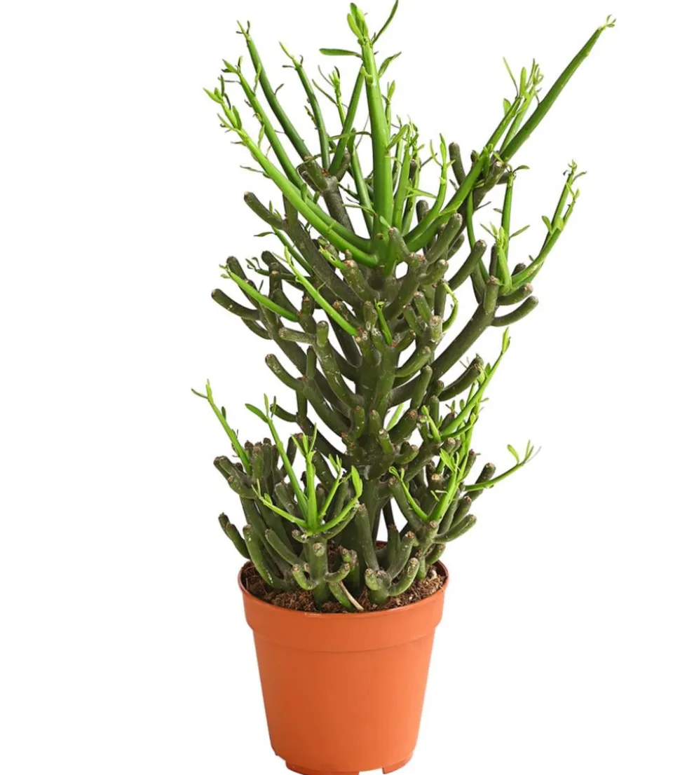 Bleistiftbaum - Euphorbia tirucalli