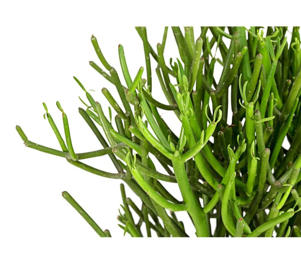 Bleistiftbaum - Euphorbia tirucalli