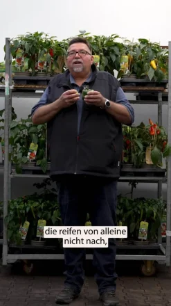 Blockpaprika, rot