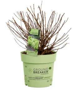 Bodendecker-Rispen-Hortensie Groundbreaker® 'Greeny' ™