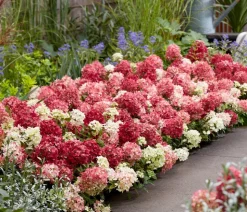 Bodendecker-Rispen-Hortensie Groundbreaker® 'Ruby' ™