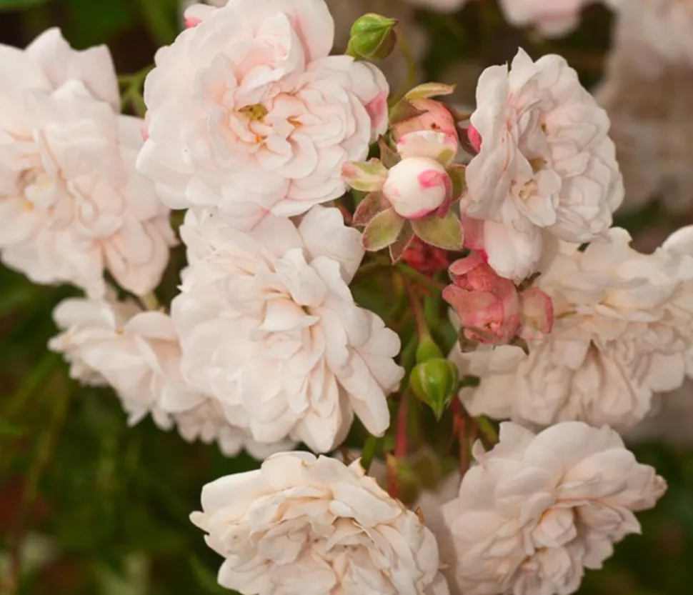 Bodendeckerrose 'Crystal Fairy®'