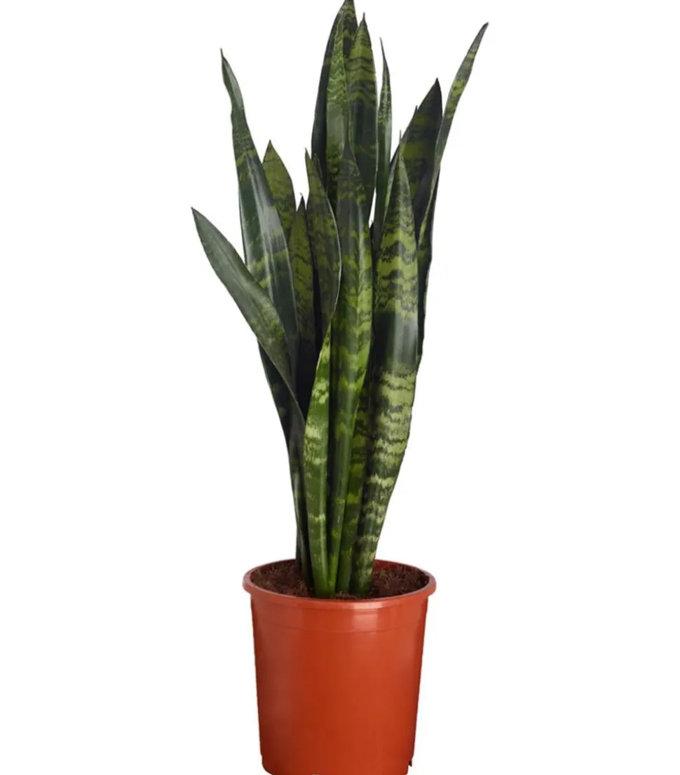Bogenhanf - Sansevieria 'Black Coral'