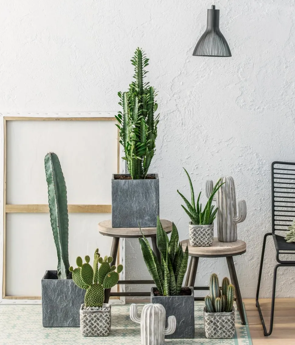 Bogenhanf - Sansevieria 'Black Coral'