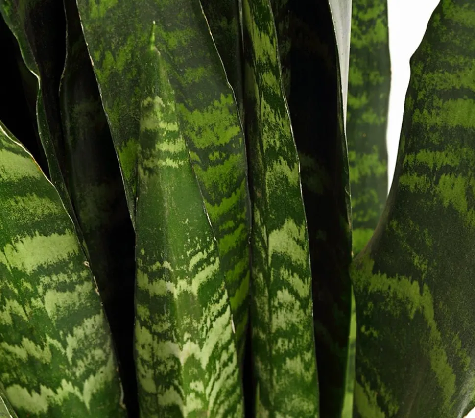 Bogenhanf - Sansevieria 'Black Coral'