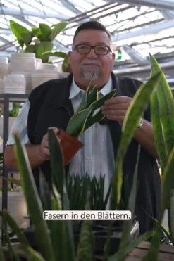 Bogenhanf - Sansevieria 'Boncellensis'