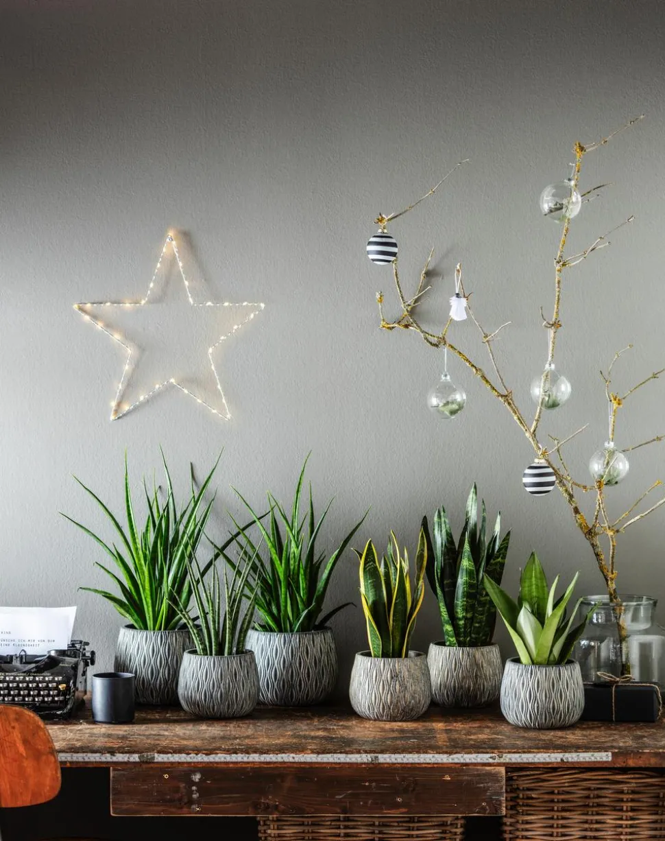 Bogenhanf - Sansevieria hybride 'Fernwood Punk'