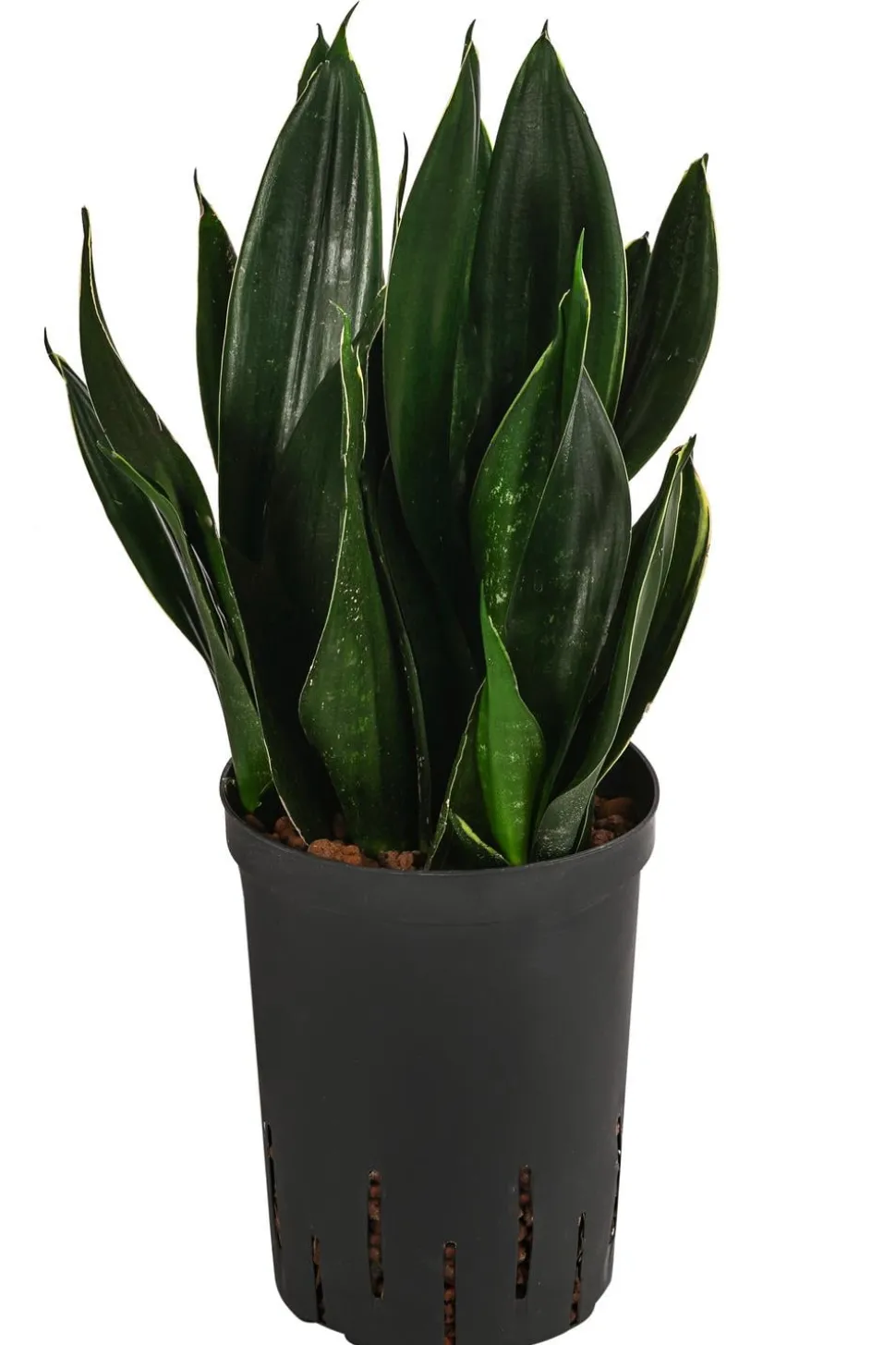 Bogenhanf - Sansevieria trifasciata 'Black Jade', Hydrokultur