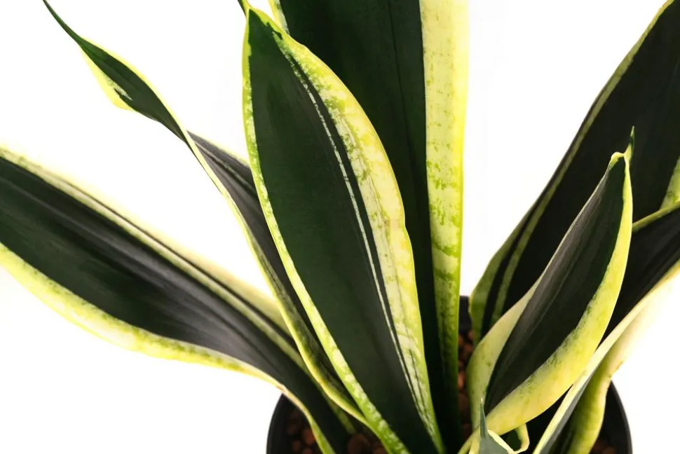 Bogenhanf - Sansevieria trifasciata 'Super Flame', Hydrokultur