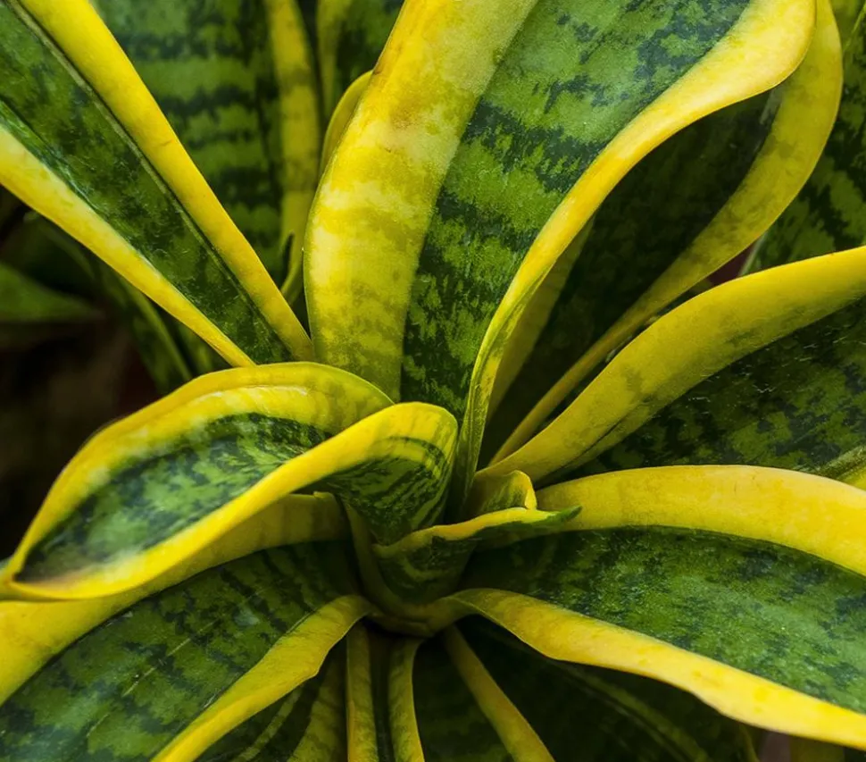 Bogenhanf - Sansevieria trifasciata var. laurentii