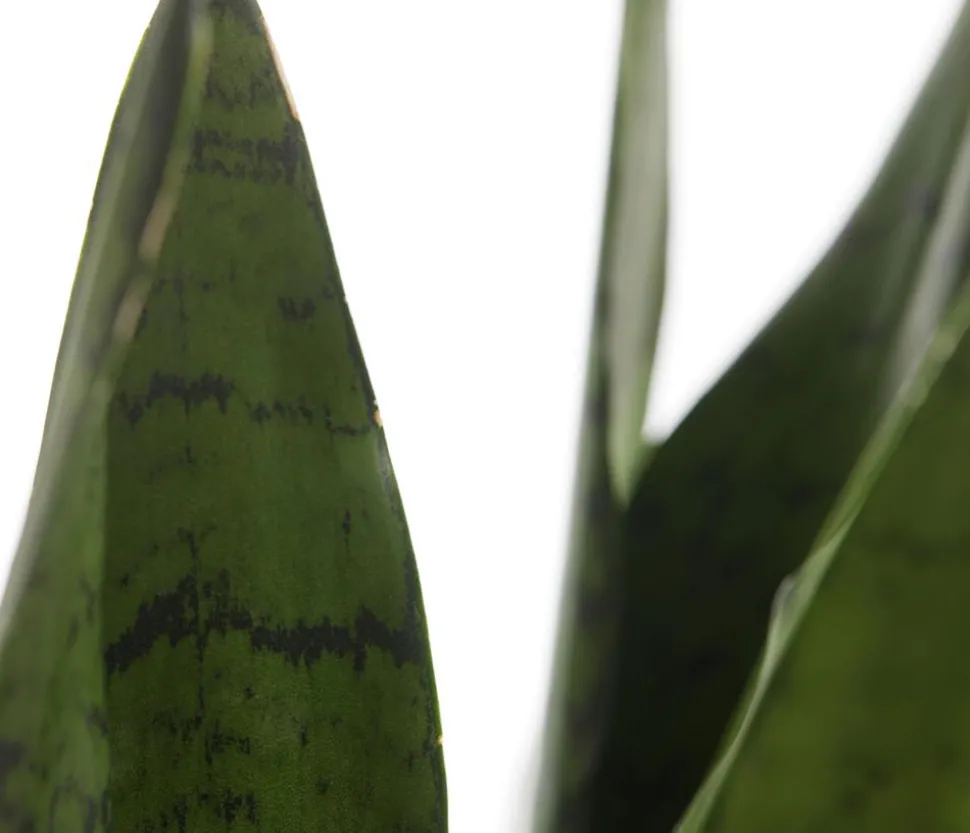 Bogenhanf - Sansevieria zeylanica