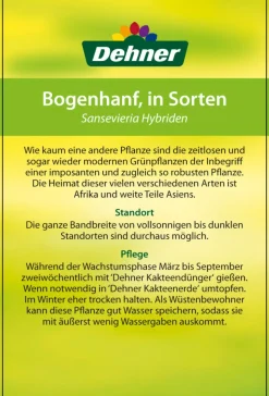 Bogenhanf - Sansevieria zeylanica
