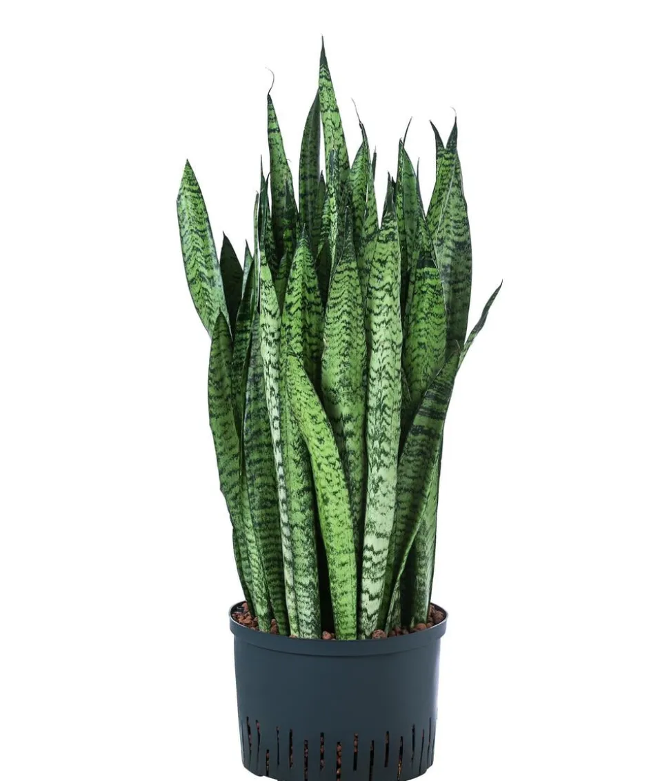 Bogenhanf - Sansevieria zeylanica, Hydrokultur