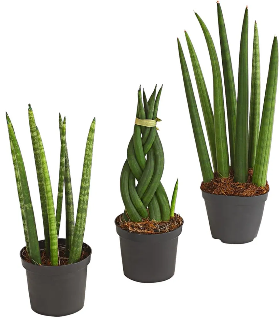 Bogenhanf-Set - Sansevieria cylindrica, 3-teilig