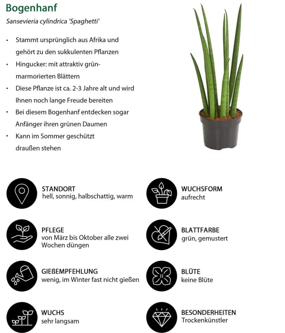 Bogenhanf-Set - Sansevieria cylindrica, 3-teilig