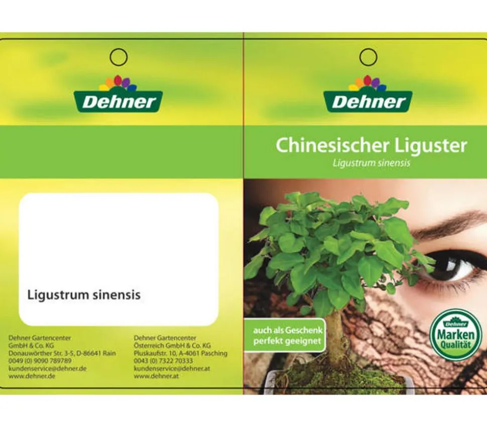 Bonsai Chinesischer Liguster - Ligustrum sinensis, 6 Jahre
