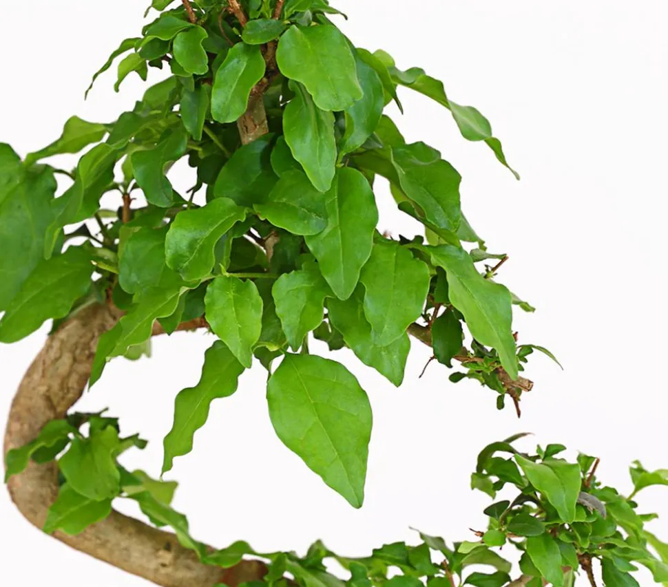 Bonsai Chinesischer Liguster - Ligustrum sinensis, 6 Jahre