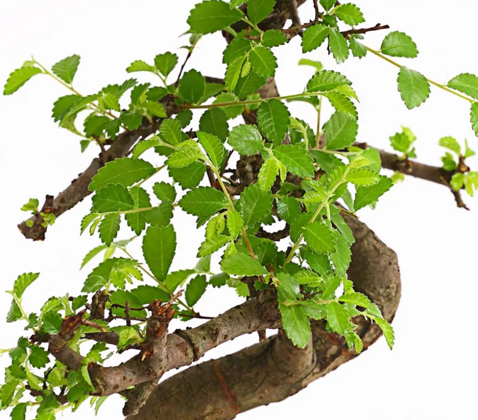 Bonsai Chinesische Ulme - Ulmus parviflora, Anfänger-Set