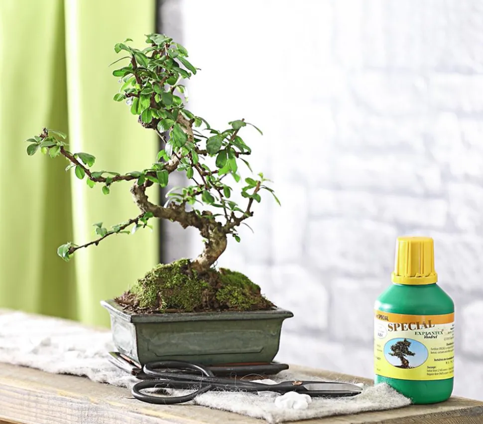 Bonsai Fukientee - Carmona microphylla, Anfänger-Set