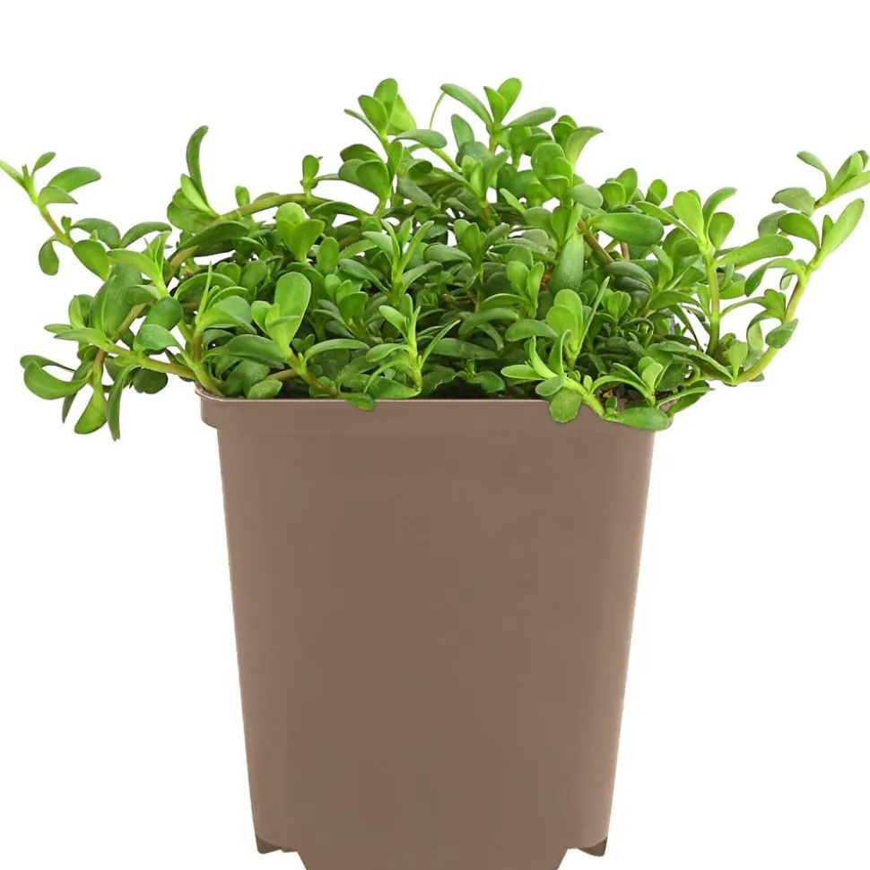 Brahmi