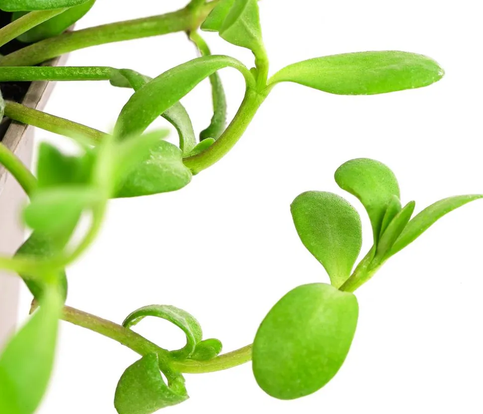 Brahmi