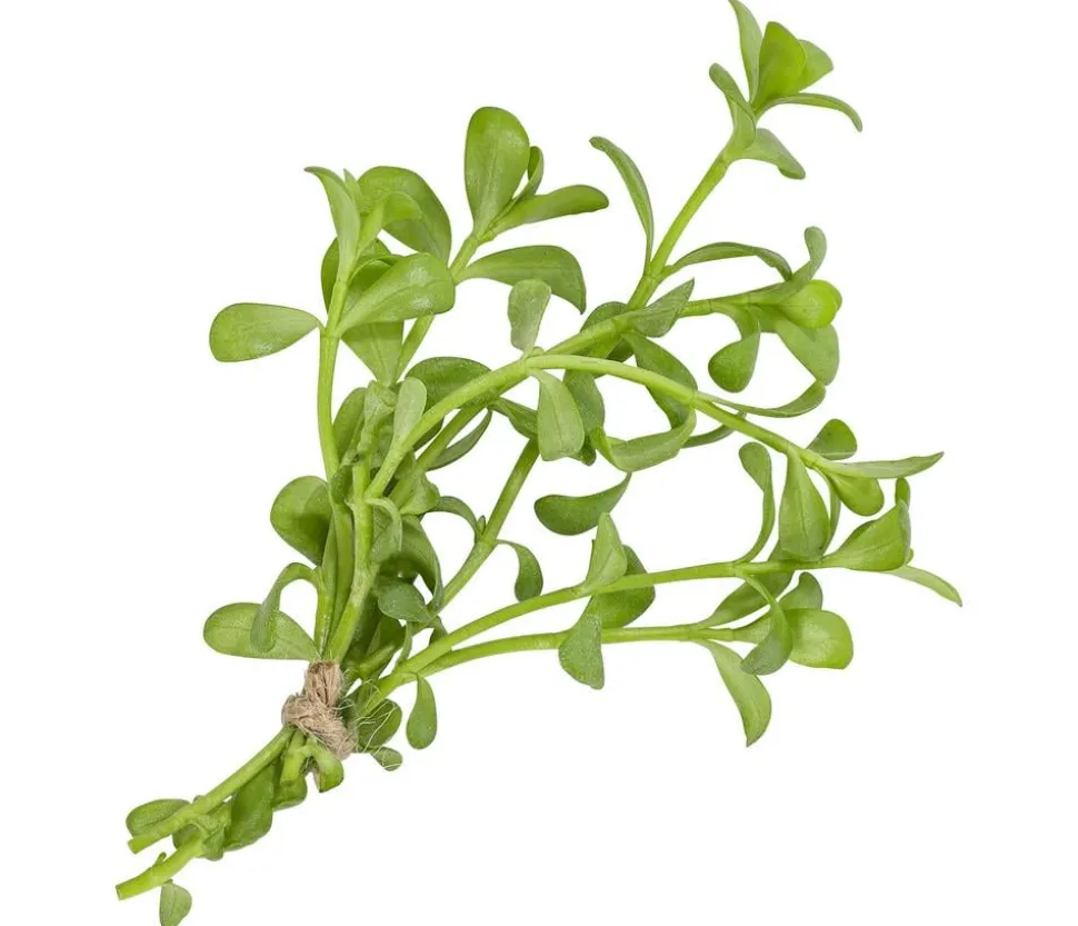 Brahmi