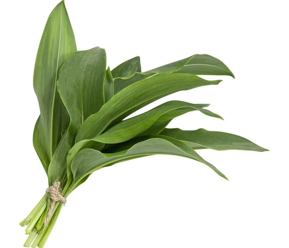 Bärlauch