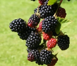 Brombeere 'Reuben'