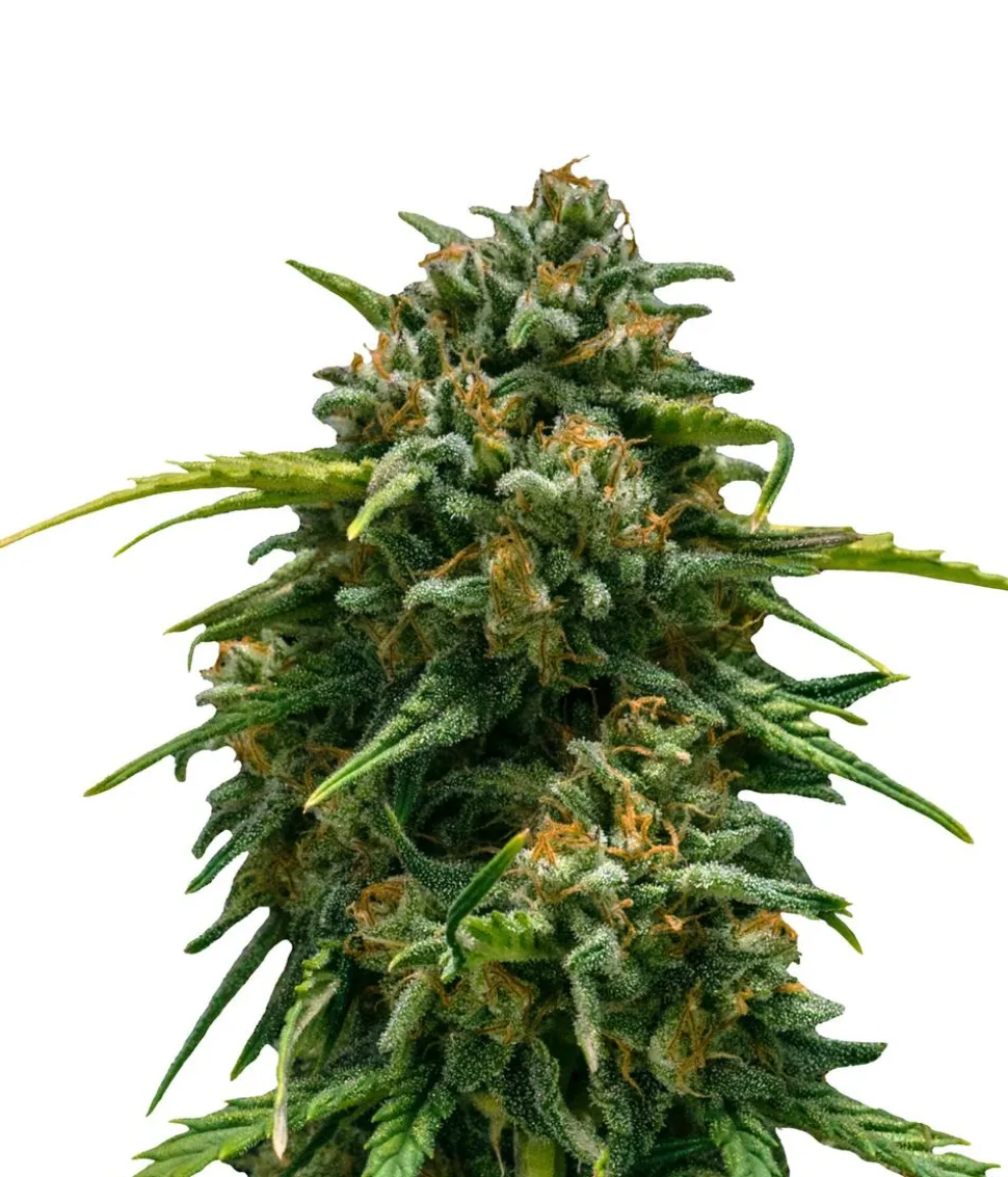 Bud Voyage Hanfsamen Schmerz weg Super Skunk, 3 Stk.