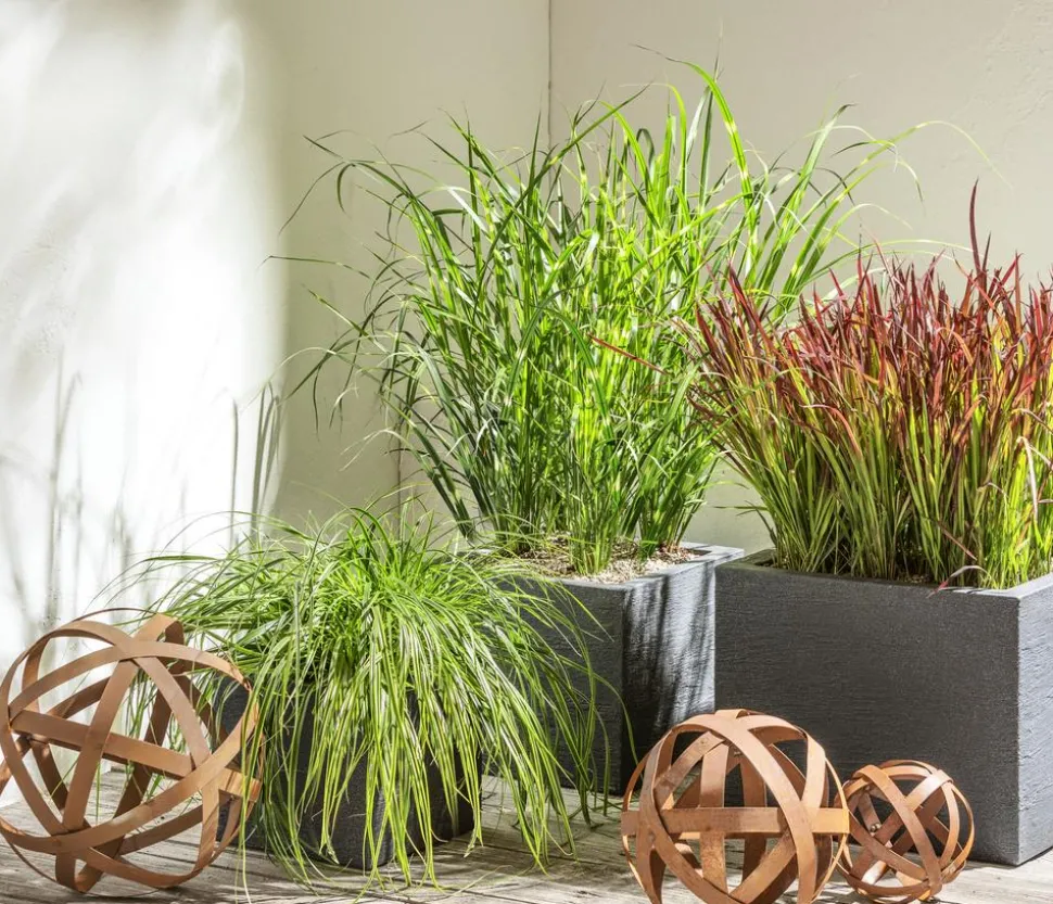 Buntblättrige Segge 'Variegata'