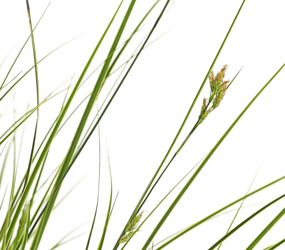 Buntblättrige Segge 'Variegata'