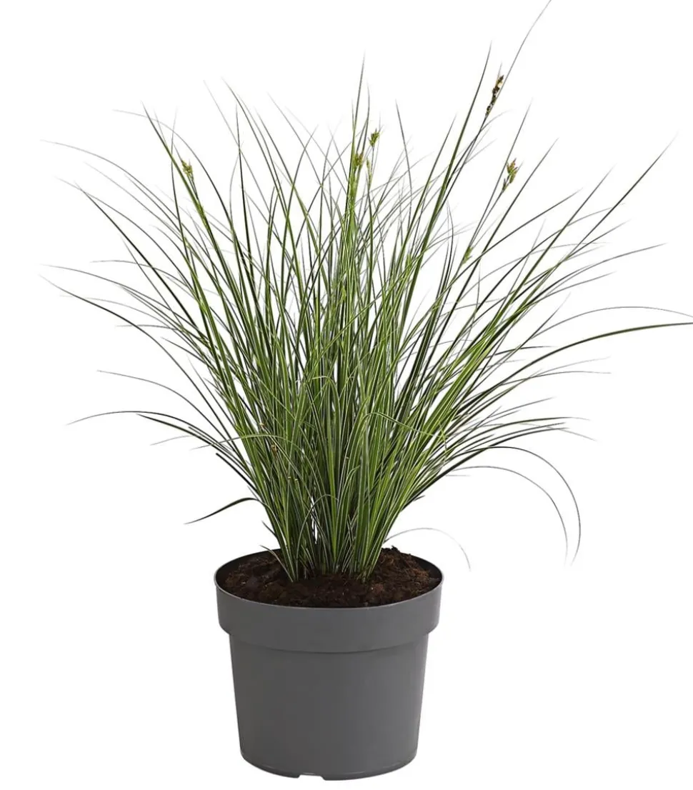 Buntblättrige Segge 'Variegata'