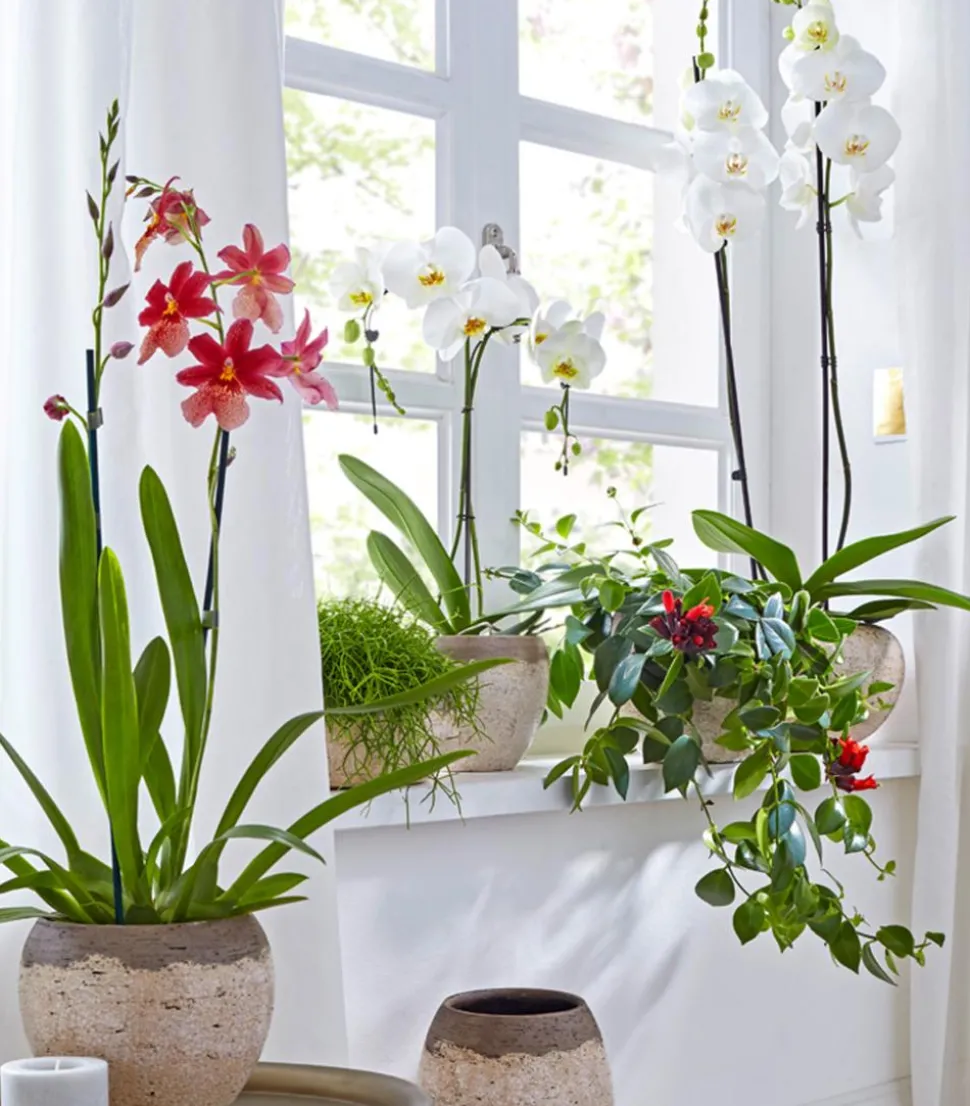 Burrageara-Orchidee - Burrageara cultivars 'Nelly Isler'