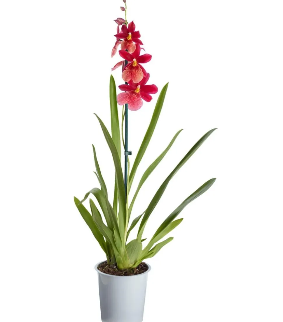 Burrageara-Orchidee - Burrageara cultivars 'Nelly Isler'